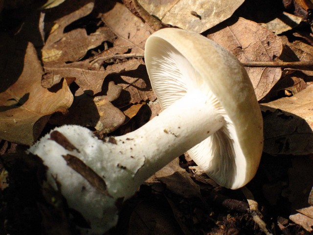 chiedo aiuto (cfr. Lyophyllum rhopalopodium)